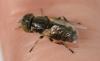 Eristalinus aeneus